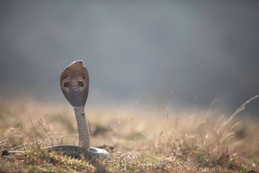 Caspian Cobra Claims First Lives in India