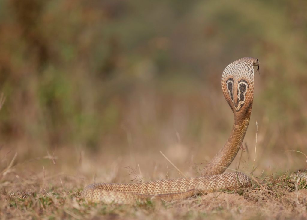 Caspian Cobra Claims First Indian Lives